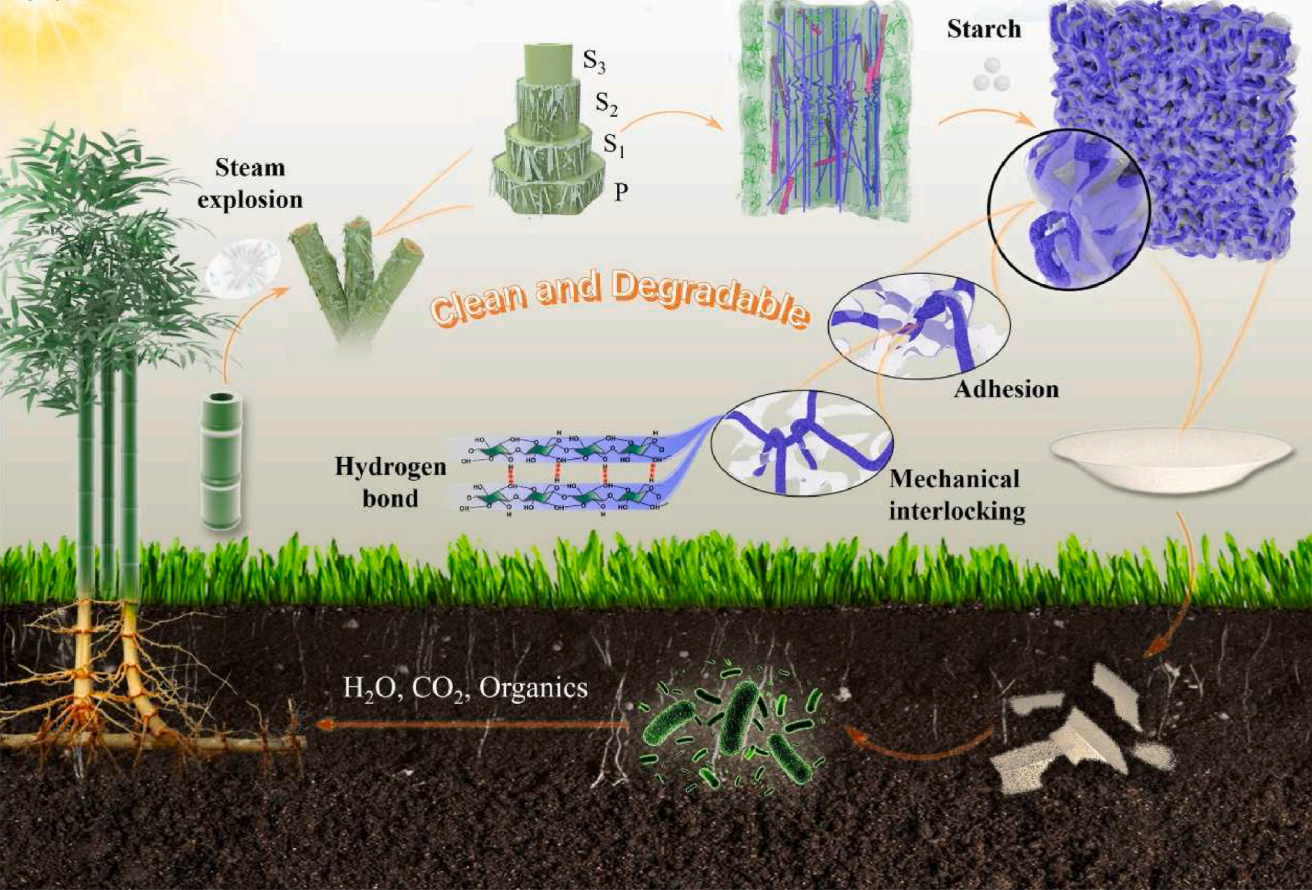 Bamboo biodegradation process: from hydrogen bonding to clean, compostable tableware