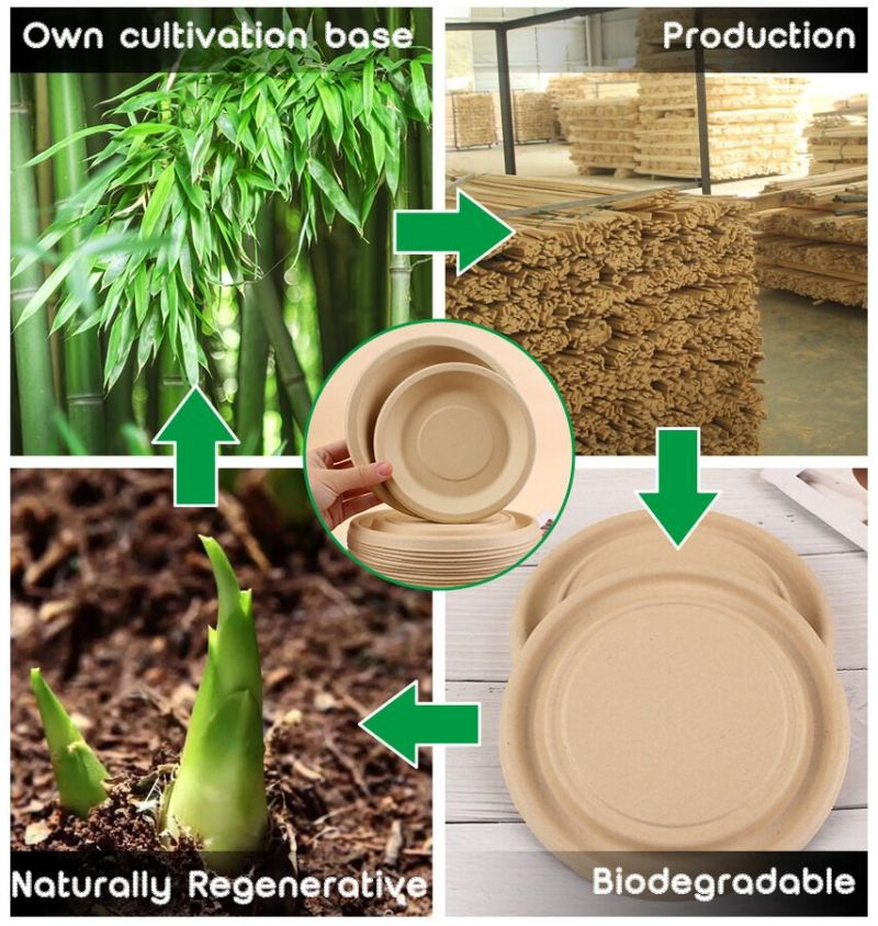 From bamboo cultivation to biodegradable tableware production process