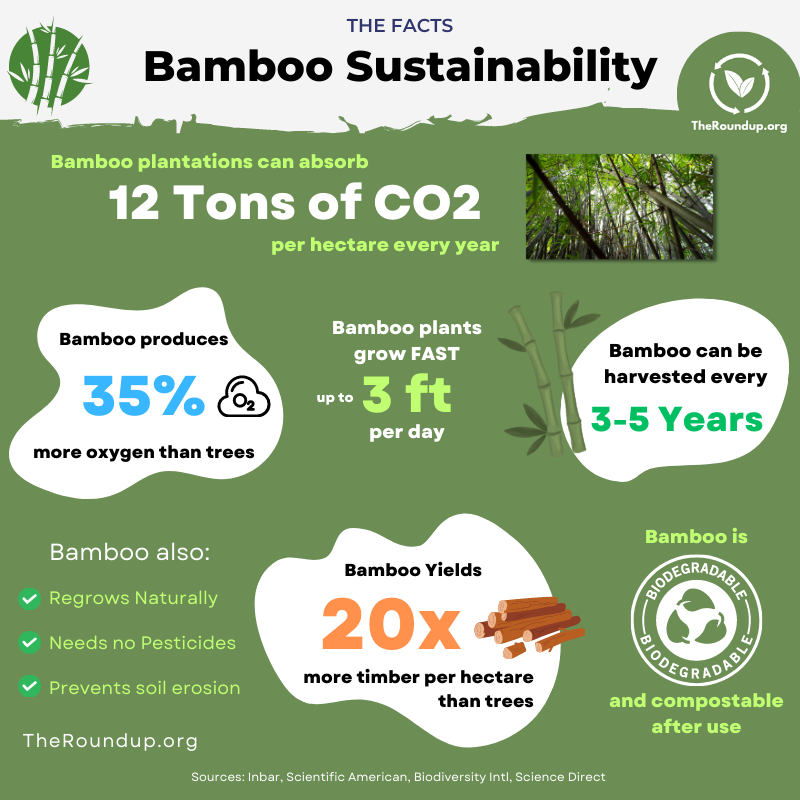 Bamboo sustainability facts, eco-friendly and renewable resource