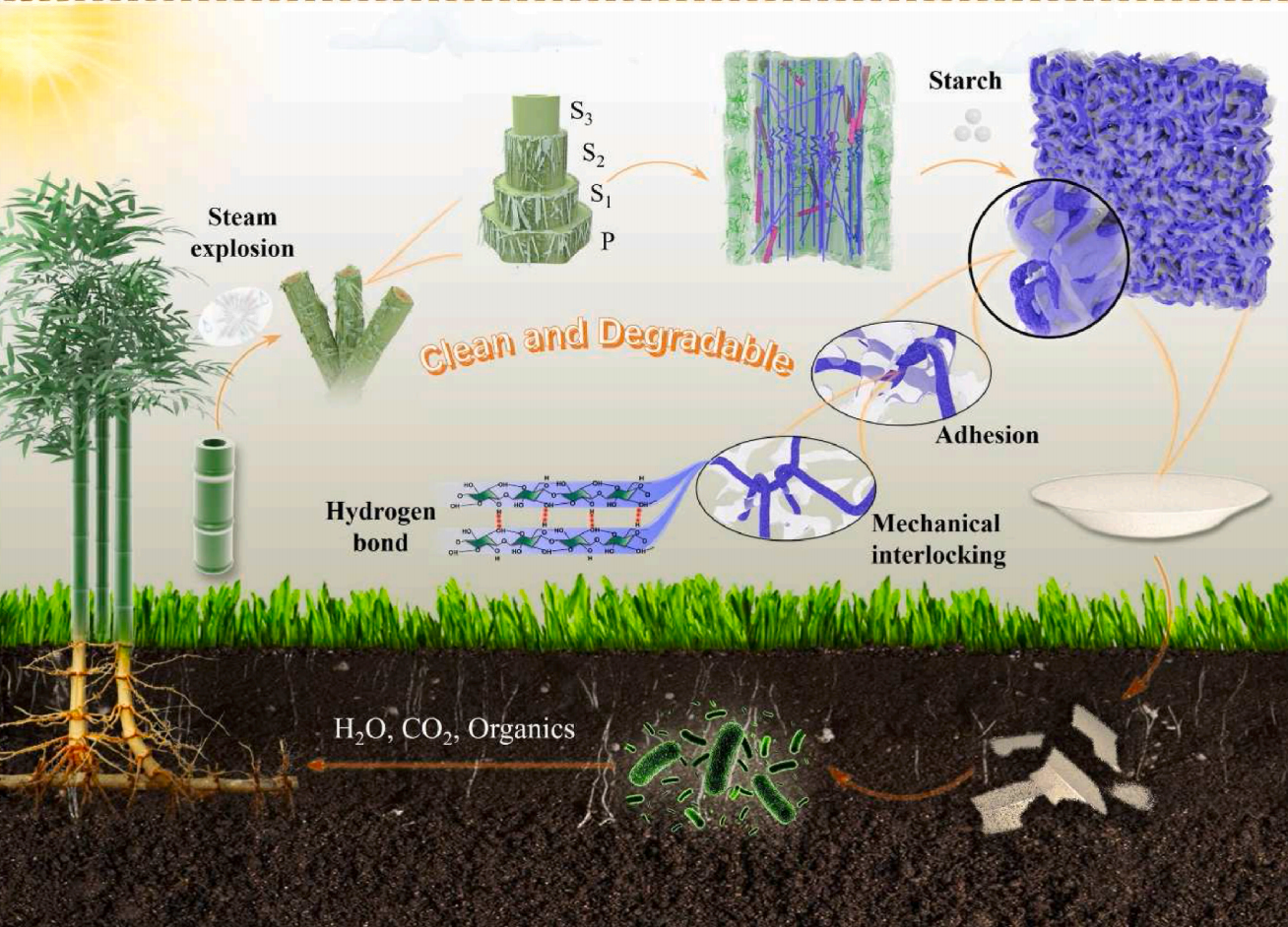 Bamboo fiber biodegradation process, clean and eco-friendly technology