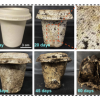 Biodegradability comparison of bamboo and sugarcane pulp coffee cups – 0 days, 20 days, 60 days, showing natural decomposition over time.