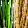 Bamboo and sugarcane stalks – the natural materials used for making eco-friendly, biodegradable coffee cups.