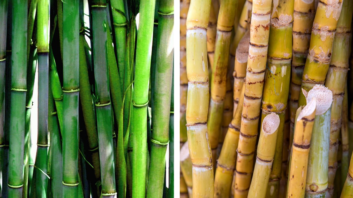 Bamboo vs Sugarcane tableware comparison